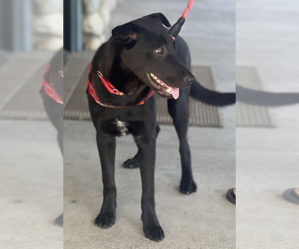 Medium Photo #8 Borador Puppy For Sale in Dana Point, CA, USA