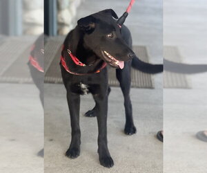 Asher - Male Borador Dog for Adoption - Photo #8