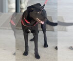 Small Photo #8 Borador Puppy For Sale in Dana Point, CA, USA