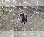 Small Photo #8 Collie-Labrador Retriever Mix Puppy For Sale in Sebec, ME, USA