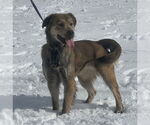 Small #1 Golden Retriever Mix