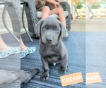 Small Photo #25 Labrador Retriever Puppy For Sale in GARVIN, MN, USA