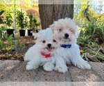 Small Photo #1 Shih-Poo Puppy For Sale in LOS ANGELES, CA, USA