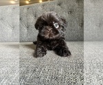 Puppy Puppy 4 Shih Tzu