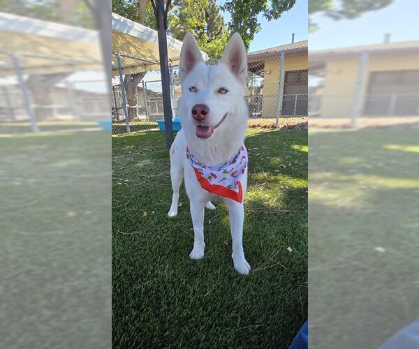 Medium Photo #1 Siberian Husky Puppy For Sale in Downey, CA, USA
