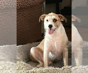 Nicky - Male Mutt Dog for Adoption - Photo #5