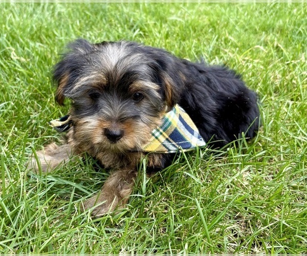 Medium Photo #7 Yorkshire Terrier Puppy For Sale in FAIR HAVEN, MI, USA