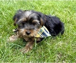 Small Photo #7 Yorkshire Terrier Puppy For Sale in FAIR HAVEN, MI, USA