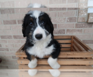 Bernedoodle Puppy for sale in LANCASTER, NY, USA
