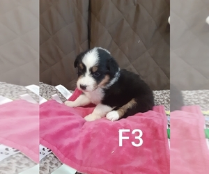 Australian Shepherd Puppy for sale in VANCOUVER, WA, USA