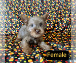 Small #2 Yorkshire Terrier