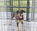 Small #2 Catahoula Leopard Dog