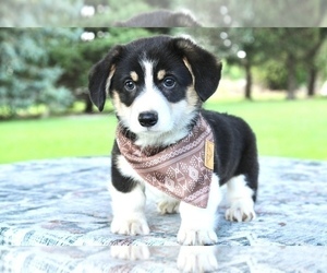 Pembroke Welsh Corgi Puppy for Sale in BOSWELL, Indiana USA