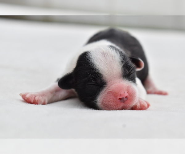 Medium Photo #2 Shih Aussie Puppy For Sale in PALM COAST, FL, USA