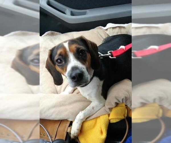 Medium Photo #4 Beagle-Unknown Mix Puppy For Sale in Gloversville, NY, USA