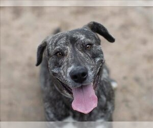 American Pit Bull Terrier-Labrador Retriever Mix Dogs for adoption in Martinez, CA, USA
