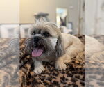 Small #3 Shih Tzu