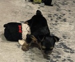 Small #4 Yorkshire Terrier