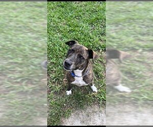 Mountain Cur-Plott Hound Mix Dogs for adoption in Plantation, FL, USA