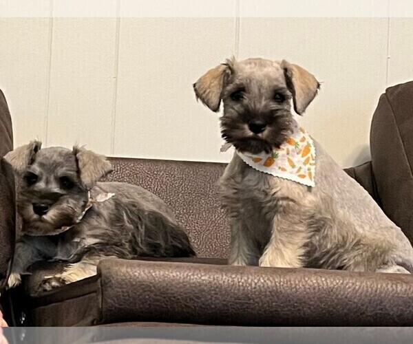 Medium Photo #3 Schnauzer (Miniature) Puppy For Sale in MONTEZUMA, GA, USA