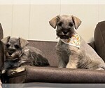 Small #2 Schnauzer (Miniature)