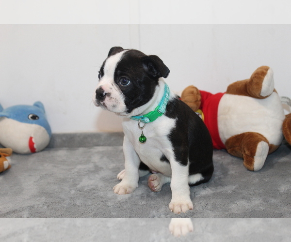 Medium Photo #9 Boston Terrier Puppy For Sale in BROOKSVILLE, FL, USA