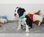 Nash - Male Boston Terrier Puppy for Sale - Photo #9