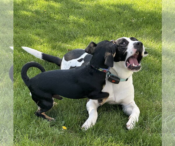 Medium Photo #16 Mutt Puppy For Sale in Harrisburg, PA, USA