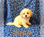Image preview for Ad Listing. Nickname: Theo