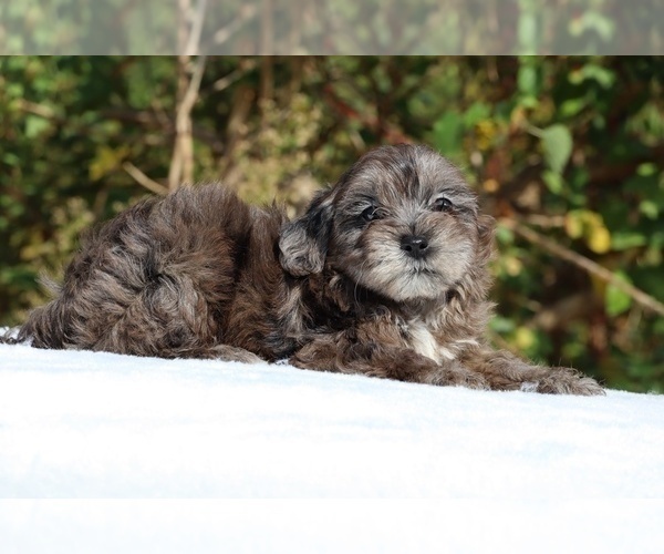 Medium Photo #5 ShihPoo Puppy For Sale in DYERSBURG, TN, USA