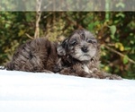 Small #4 ShihPoo
