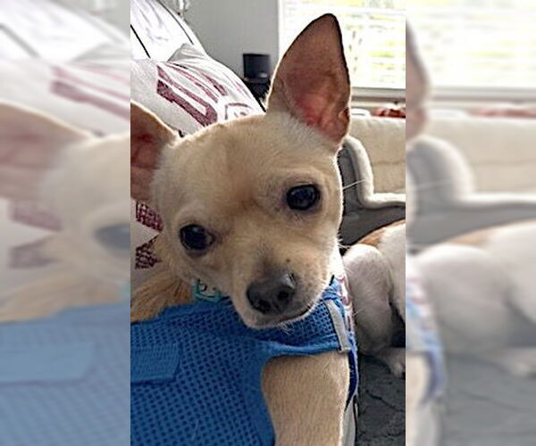 Medium Photo #2 Chihuahua Puppy For Sale in Mount Airy, NC, USA