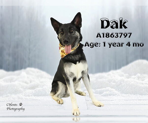 Medium Photo #1 German Shepherd Dog-Unknown Mix Puppy For Sale in Riverside, CA, USA