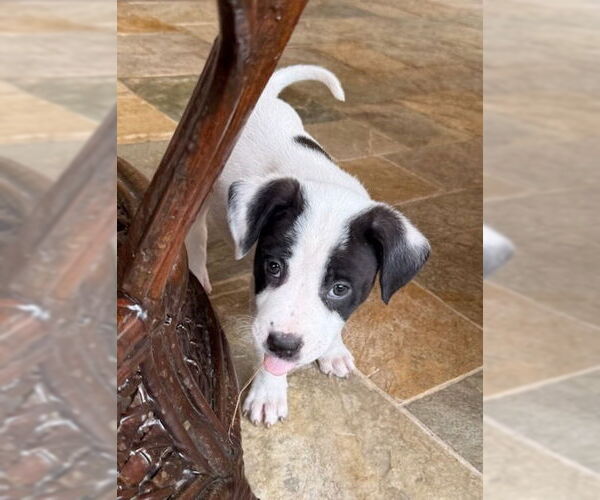 Medium Photo #2 Borador Puppy For Sale in Lakewood, CO, USA