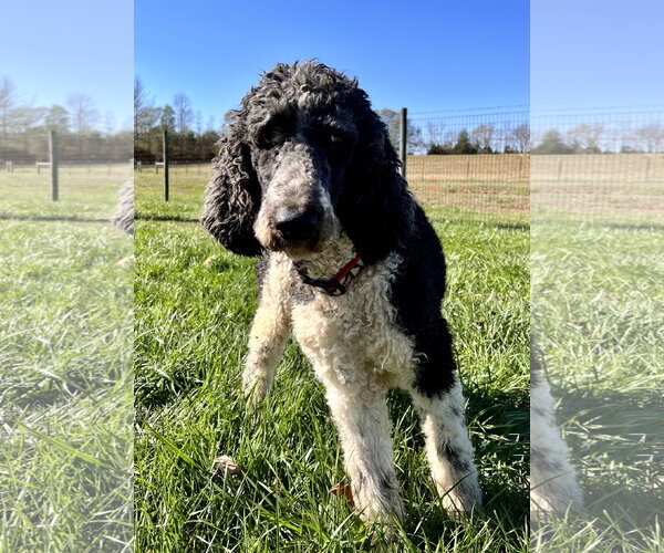 Medium Photo #4 Poodle (Standard) Puppy For Sale in Pacolet, SC, USA
