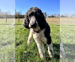 Small #3 Poodle (Standard)