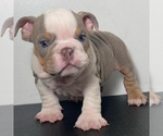 Small Photo #2 Bulldog Puppy For Sale in LONG BEACH, CA, USA