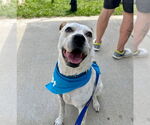 Small #16 Boxer Mix