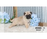 Small #29 Pug