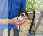 Puppy Puppy 3 Beagle