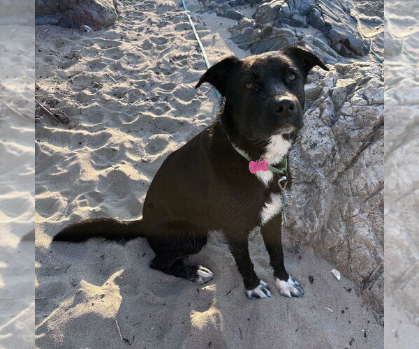Medium Photo #2 Labrador Retriever-Unknown Mix Puppy For Sale in Boston, MA, USA