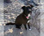 Small #1 Labrador Retriever Mix
