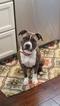 Small Photo #1 American Bully Puppy For Sale in VIRGINIA BEACH, VA, USA