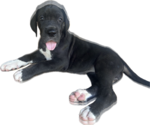 Great Dane Puppy for sale in WILLIS, TX, USA