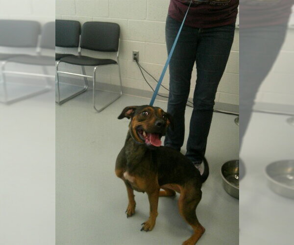 Medium Photo #1 Doberman Pinscher-Unknown Mix Puppy For Sale in Ocala, FL, USA