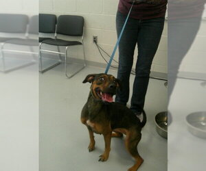 Doberman Pinscher-Unknown Mix Dogs for adoption in Ocala, FL, USA