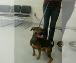 Small Doberman Pinscher Mix