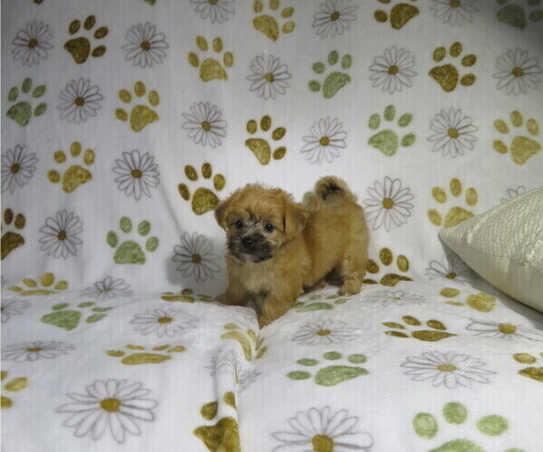 Medium Photo #4 Morkie Puppy For Sale in COOKEVILLE, TN, USA