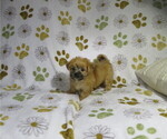 Small #3 Morkie