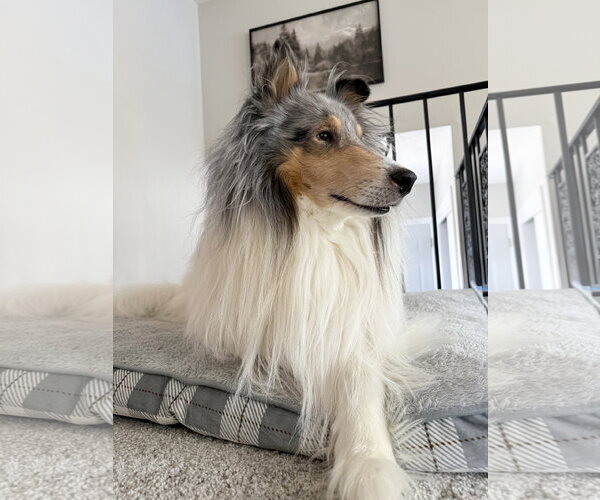 Medium Photo #4 Collie Puppy For Sale in Belleuve, NE, USA